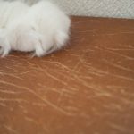 猫のケア用品の選び方：爪とぎ板・爪きり