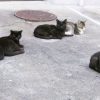 猫の集会の秘密