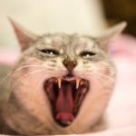 猫の噛み癖、原因と対処法